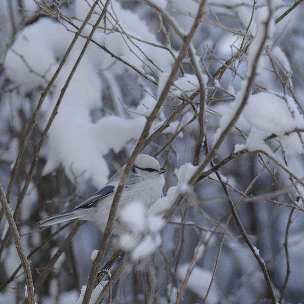 Valkopäätiainen, Azure Tit, Cyanistes cyanus